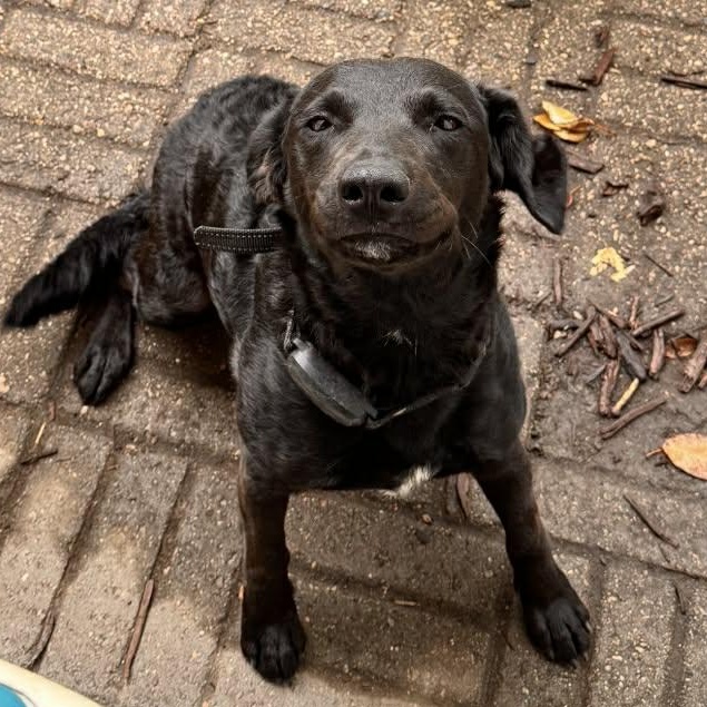 Koda (2), adopted, Adult Male Black Labrador Retriever & Chesapeake Bay Retriever.