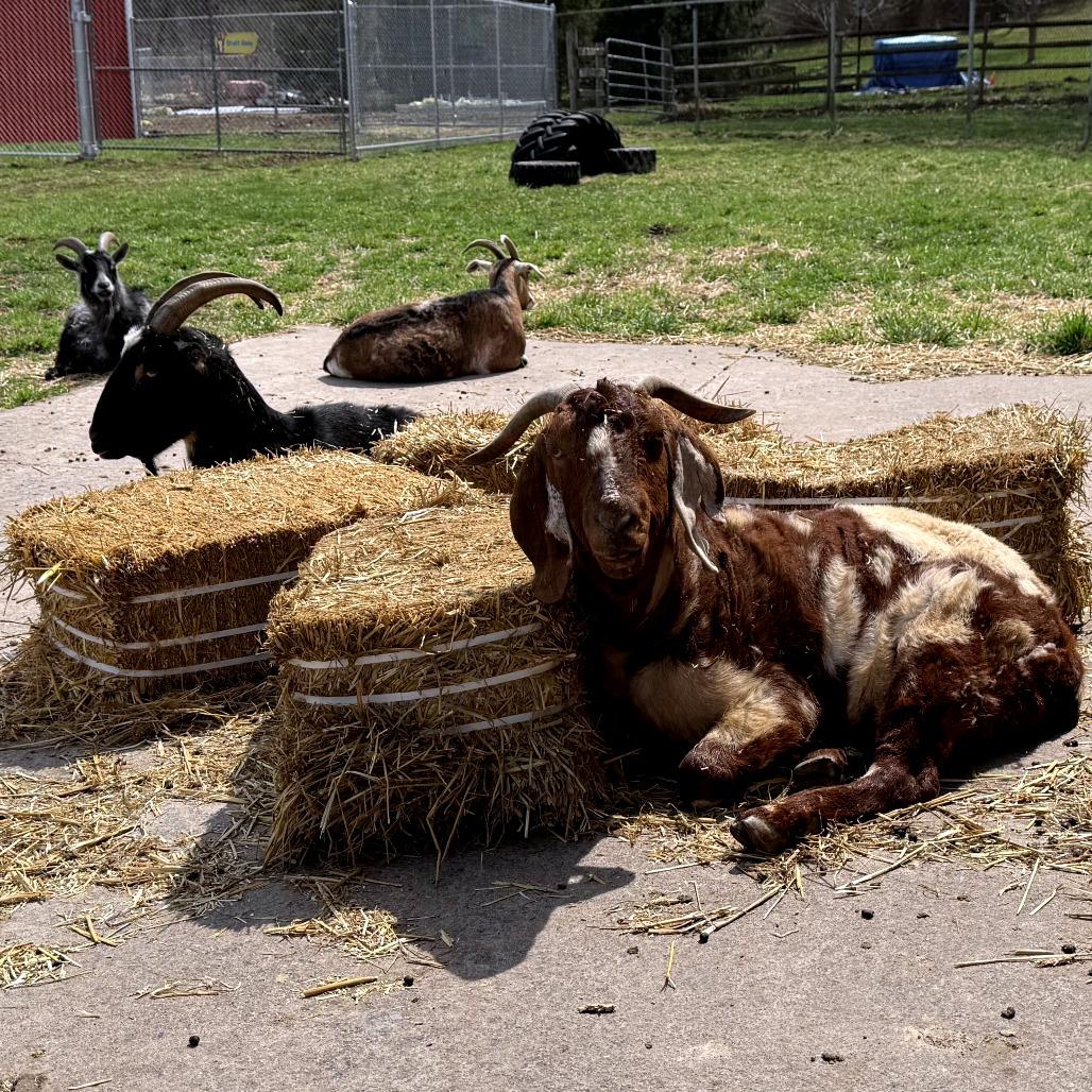 Enlarge Spot, a Adoptable Goat in Fairport, NY image 1/6
