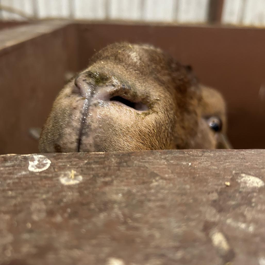 Enlarge Spot, a Adoptable Goat in Fairport, NY image 2/6