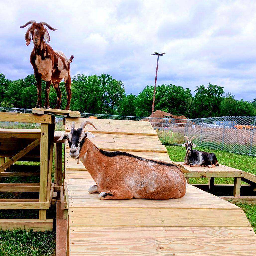 Enlarge Spot, a Adoptable Goat in Fairport, NY image 3/6
