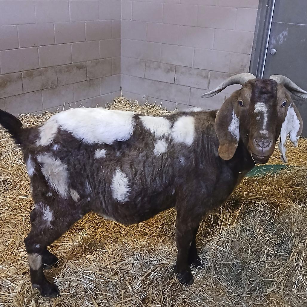 Enlarge Spot, a Adoptable Goat in Fairport, NY image 4/6