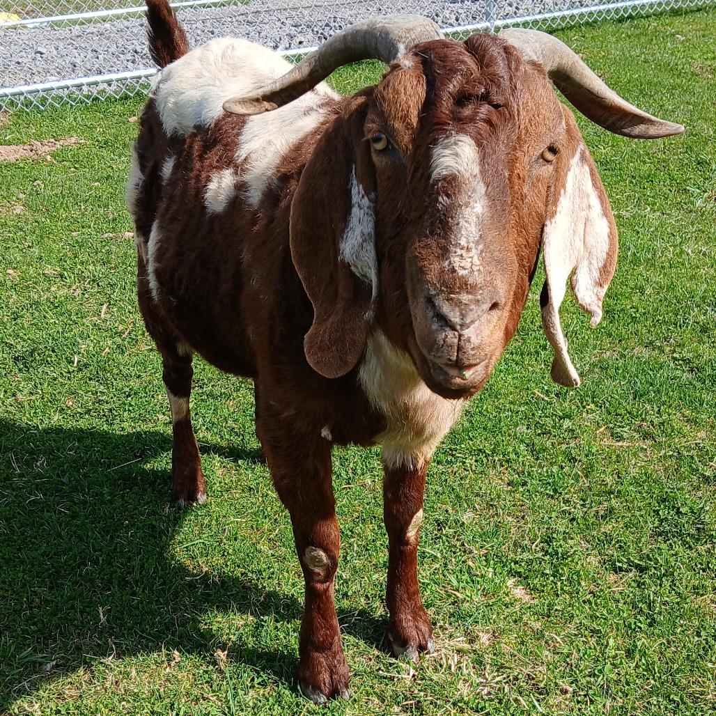 Enlarge Spot, a Adoptable Goat in Fairport, NY image 5/6