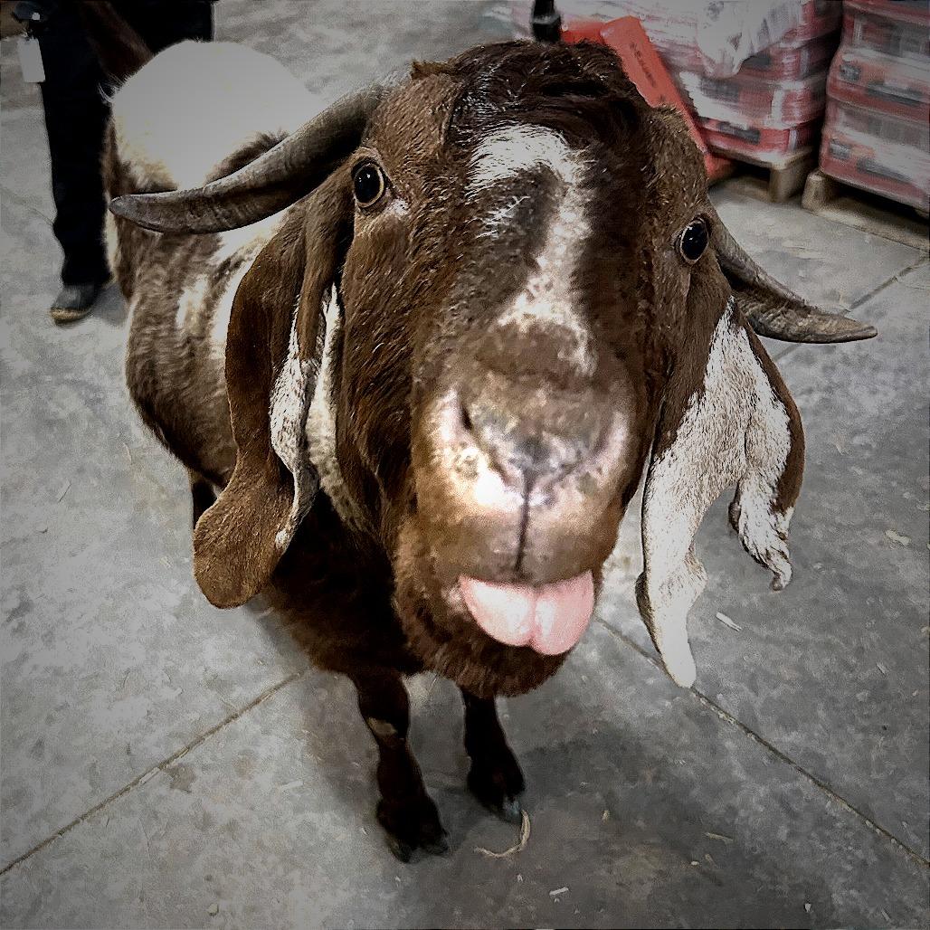 Enlarge Spot, a Adoptable Goat in Fairport, NY image 6/6