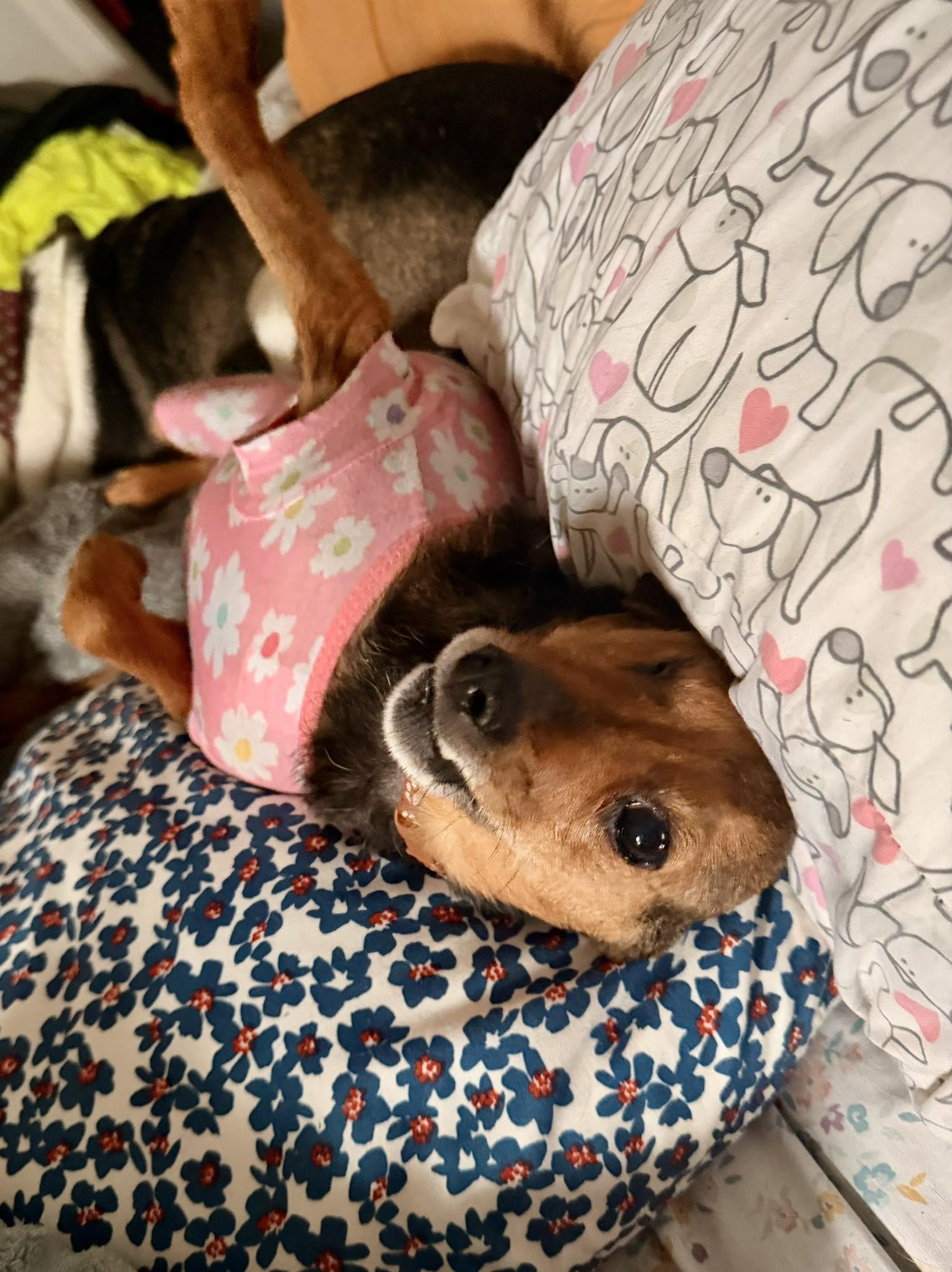 Enlarge Avacado, a ADOPTABLE mixed breed in Yorktown, VA image 4/6