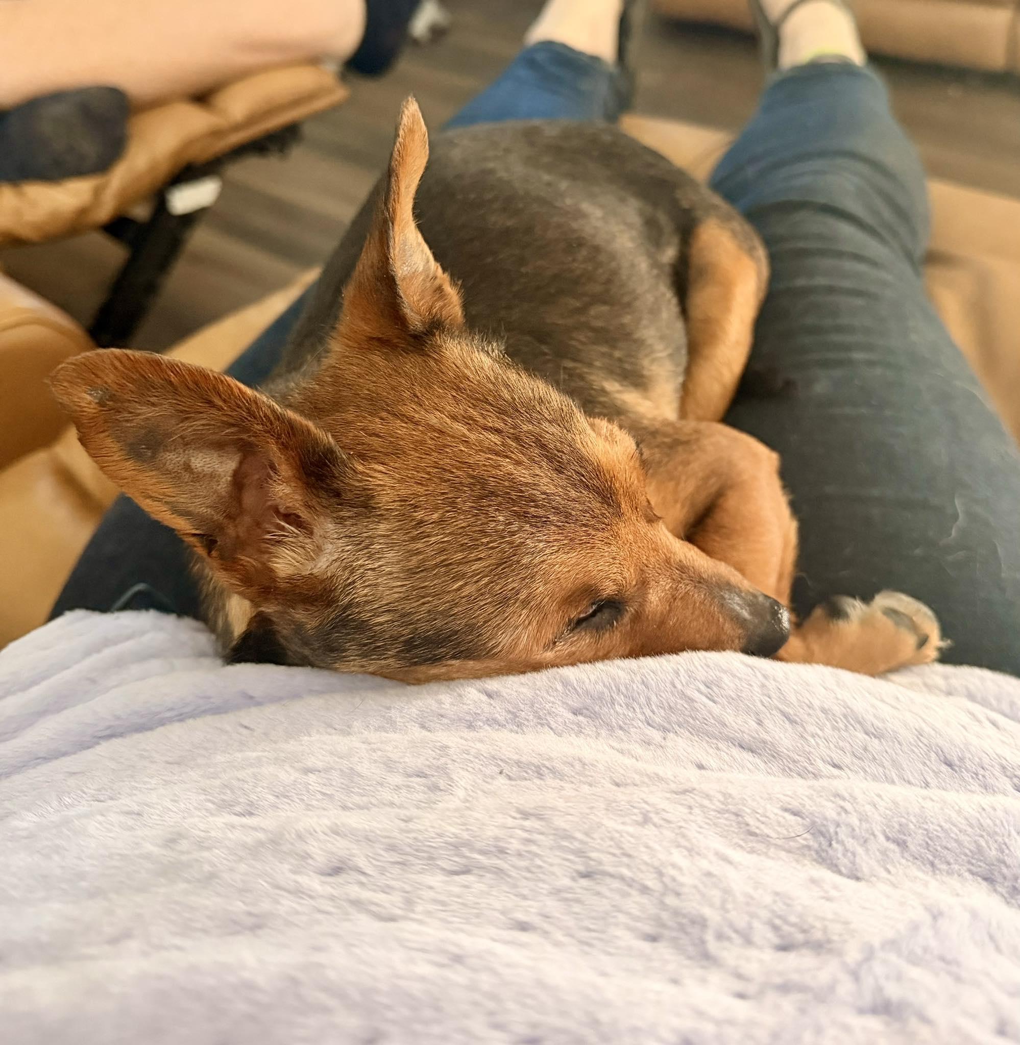 Enlarge Avacado, a ADOPTABLE mixed breed in Yorktown, VA image 3/6