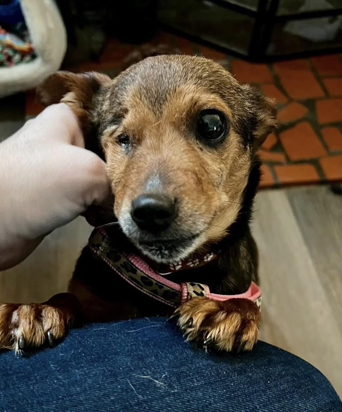 Enlarge Avacado, a ADOPTABLE mixed breed in Yorktown, VA image 6/6