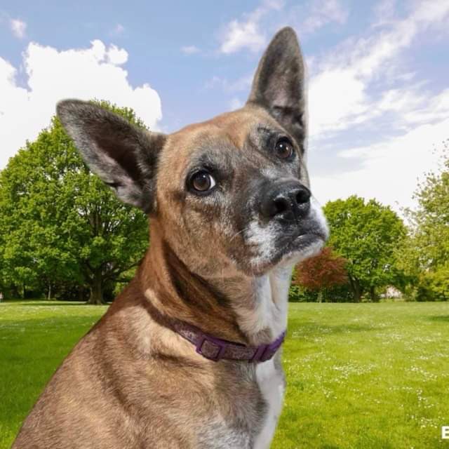 Enlarge Lucky, a Adoptable mixed breed in Justin, TX image 1/4