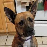 Enlarge Lucky, a Adoptable mixed breed in Justin, TX image 4/4