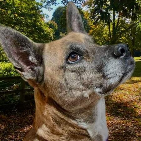 Enlarge Lucky, a Adoptable mixed breed in Justin, TX image 2/4