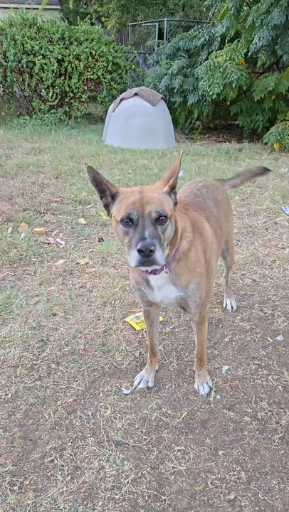 Enlarge Lucky, a Adoptable mixed breed in Justin, TX video 3/4