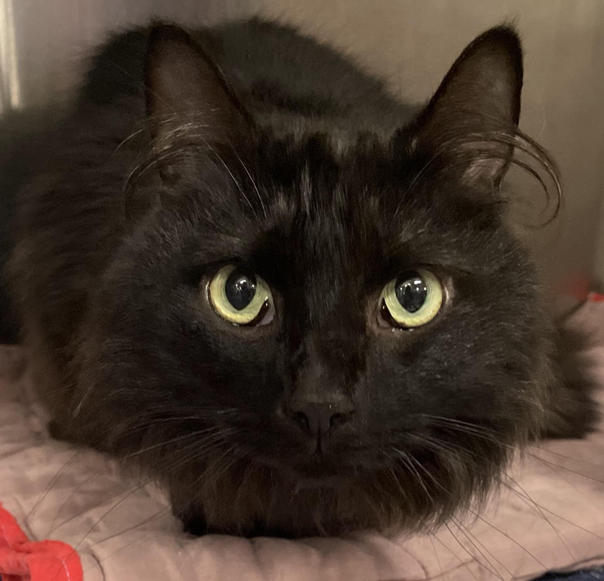 Binx, an adopted mixed breed in Morganton, NC image 1/3