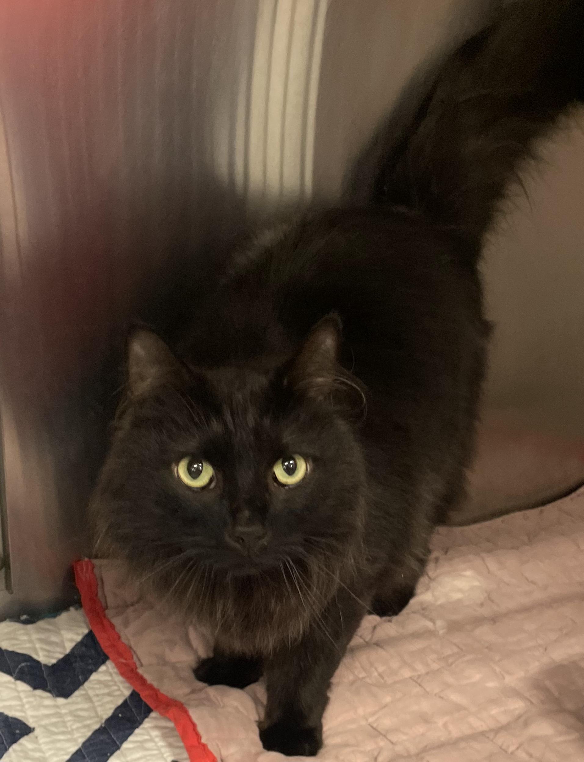 Binx, an adopted mixed breed in Morganton, NC image 2/3