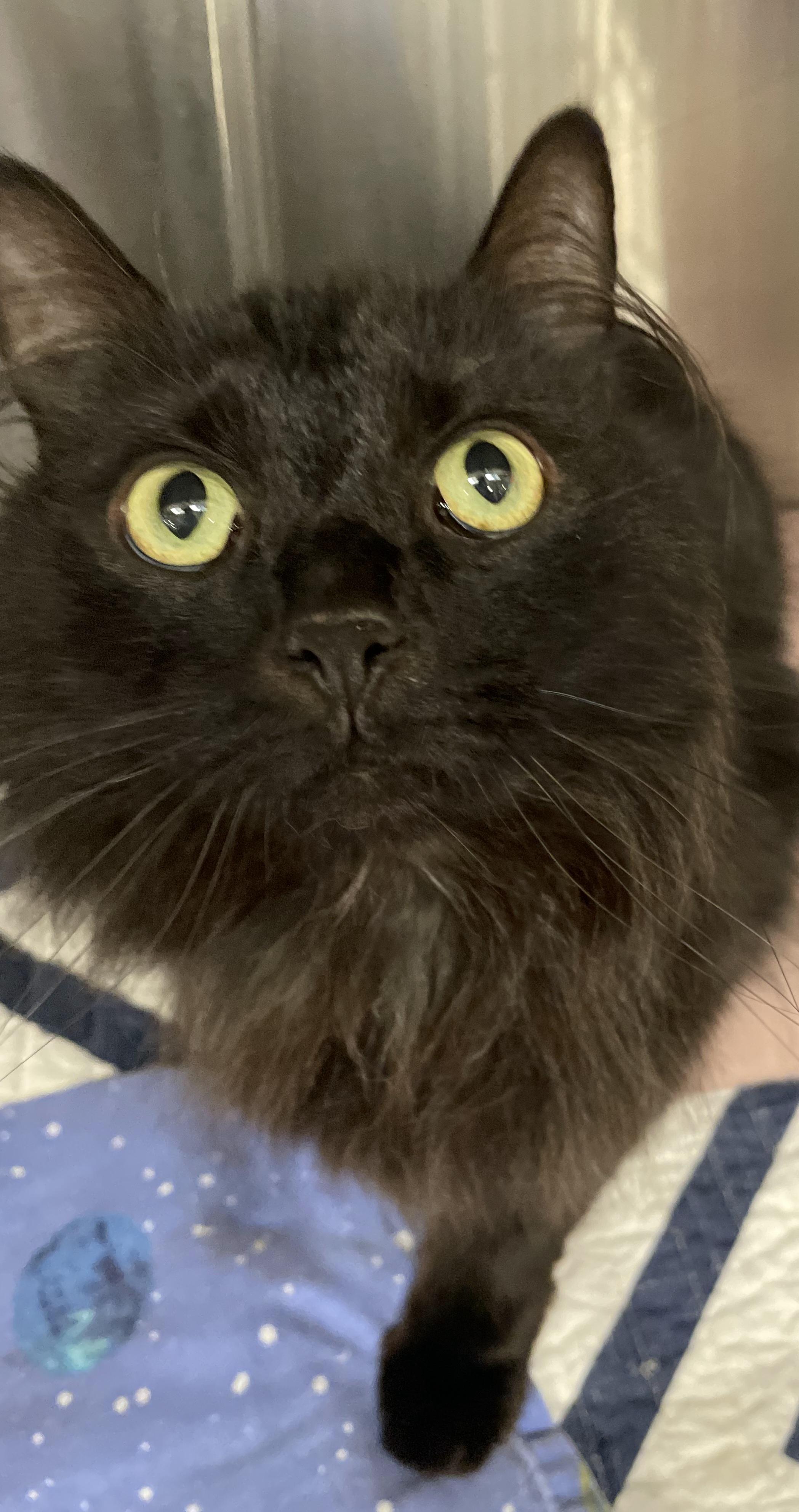 Binx, an adopted mixed breed in Morganton, NC image 3/3