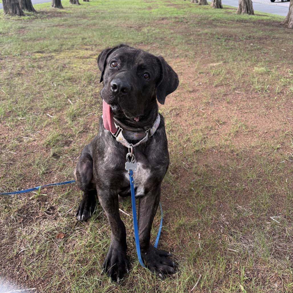 Picasso, Adoptable, Young Male Mastiff.