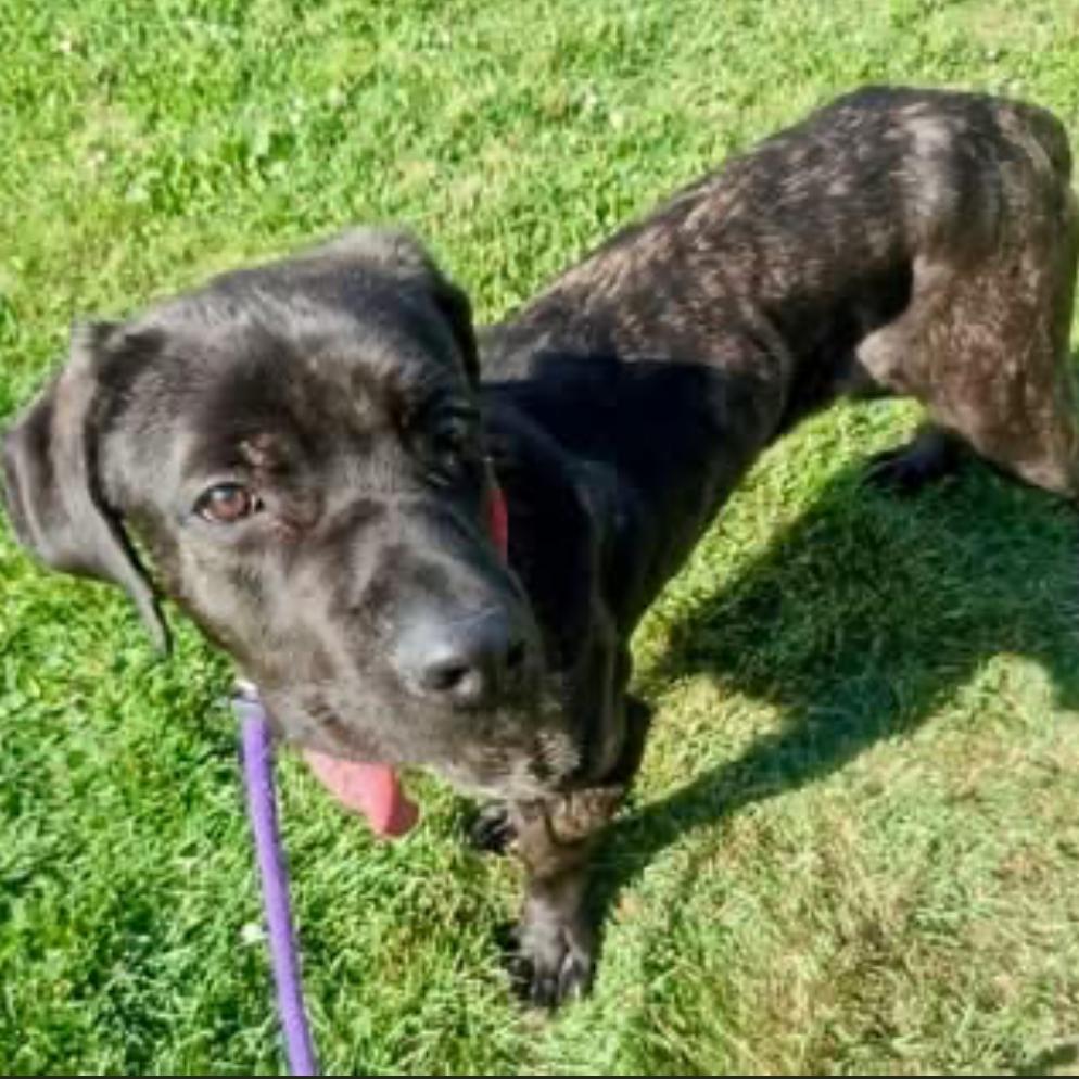 Enlarge Picasso, a Adoptable Mastiff in manchester, PA image 3/6