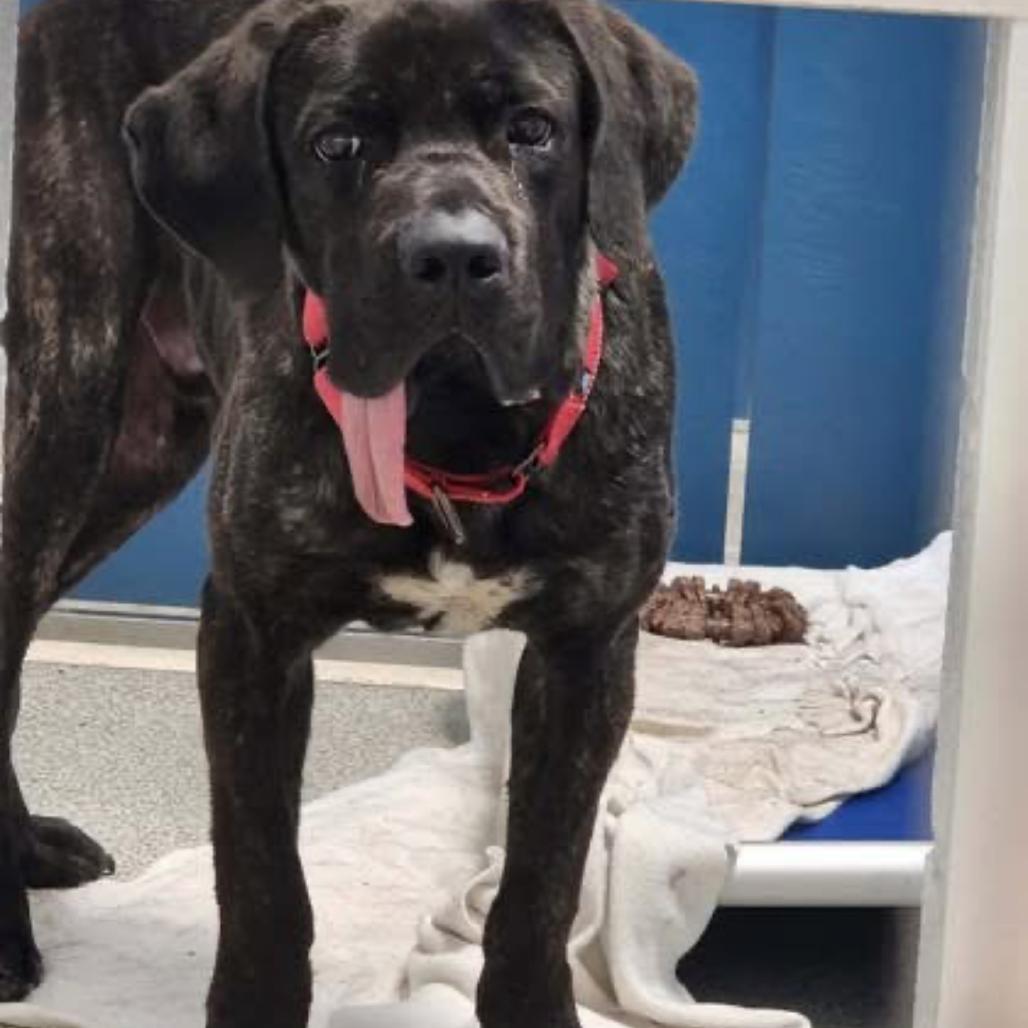 Enlarge Picasso, a Adoptable Mastiff in manchester, PA image 4/6