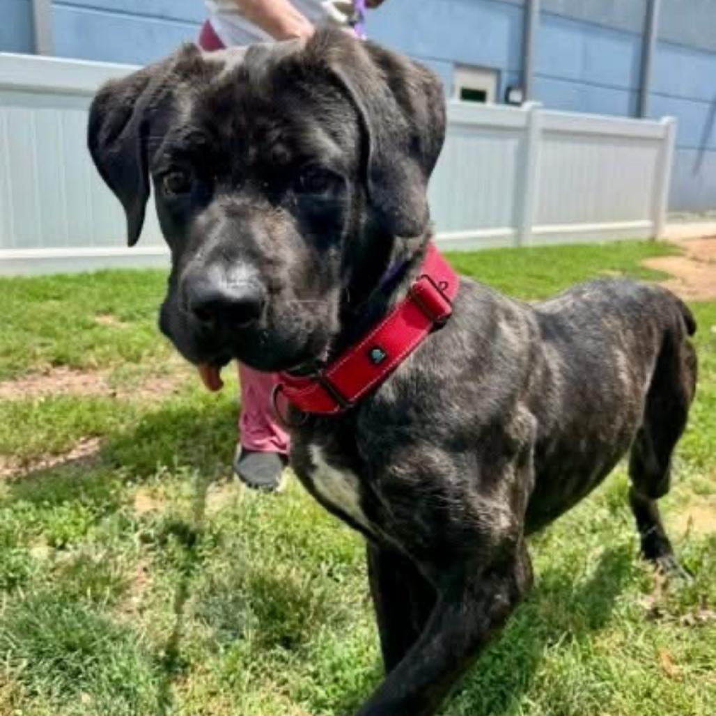 Enlarge Picasso, a Adoptable Mastiff in manchester, PA image 5/6