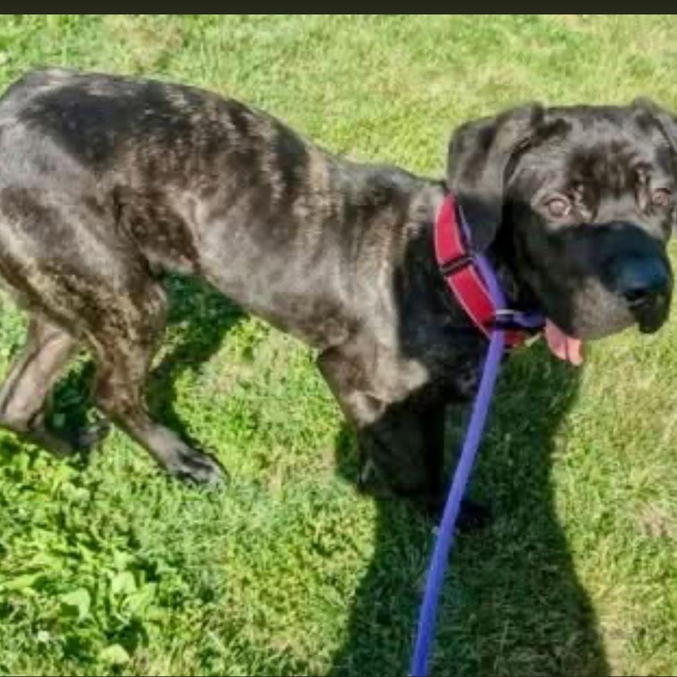 Enlarge Picasso, a Adoptable Mastiff in manchester, PA image 6/6