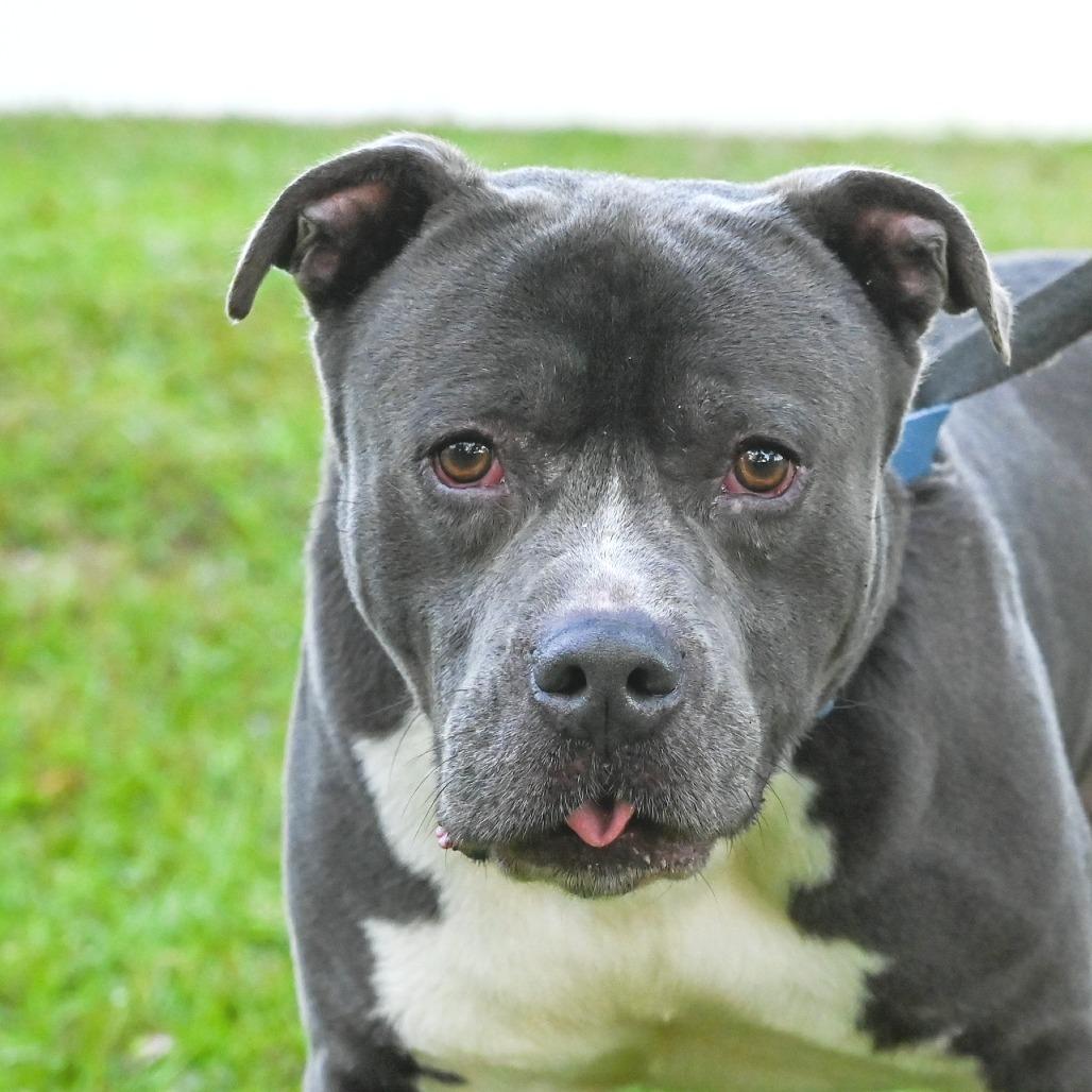 Magic, a Adoptable Mixed Breed in Sarasota, FL image 1/6