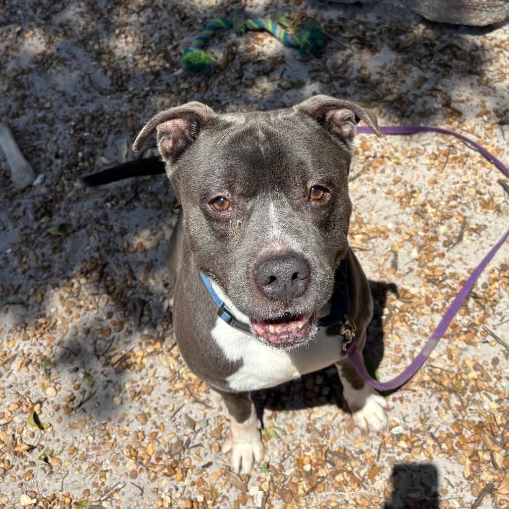 Magic, a Adoptable Mixed Breed in Sarasota, FL image 2/6