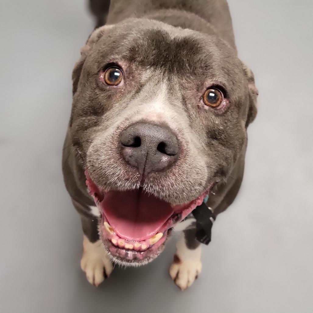 Magic, Adoptable, Senior Male Mixed Breed.