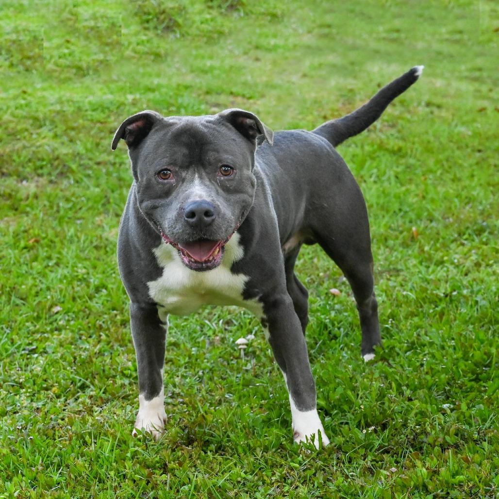 Enlarge Magic, a Adoptable Mixed Breed in Sarasota, FL image 2/3