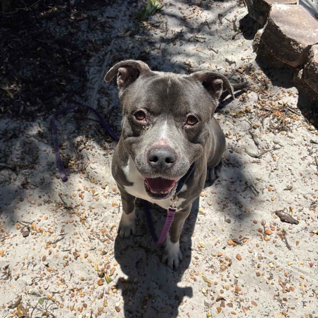 Magic, a Adoptable Mixed Breed in Sarasota, FL image 5/6