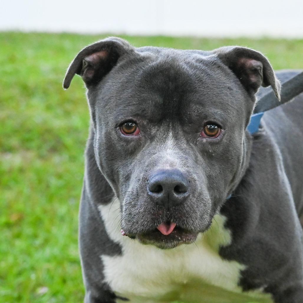 Enlarge Magic, a Adoptable Mixed Breed in Sarasota, FL image 3/3