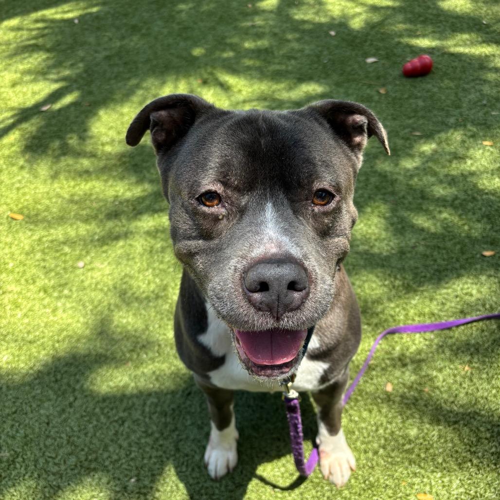 Magic, a Adoptable Mixed Breed in Sarasota, FL image 6/6