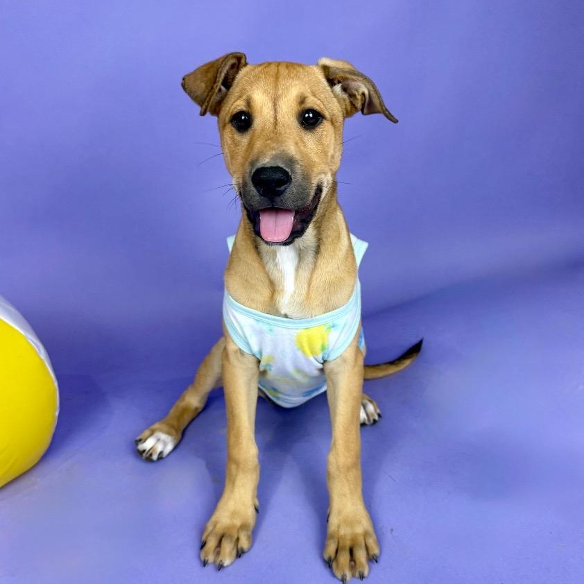 Enlarge Aransas, a Adoptable mixed breed in Centralia, WA image 3/3