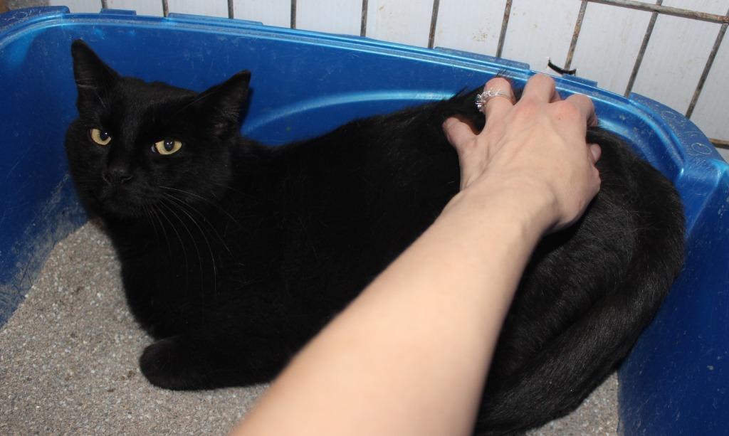 Freddy, Adoptable, Young Male Domestic Short Hair.