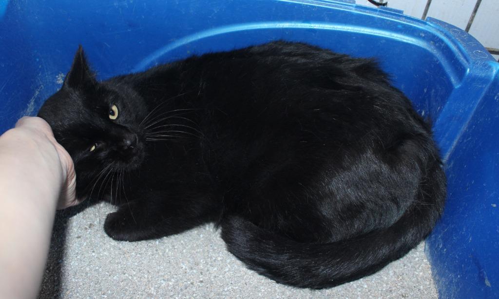 Enlarge Freddy, a Adoptable mixed breed in Saint James, MN image 2/2
