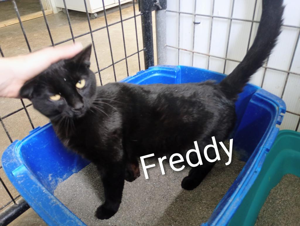 Freddy, a Adopted mixed breed in Saint James, MN image 3/3