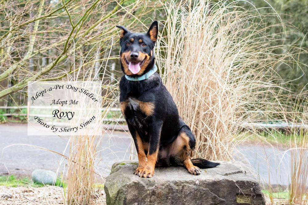 Enlarge ROXY, a Adoptable mixed breed in Shelton, WA image 5/6