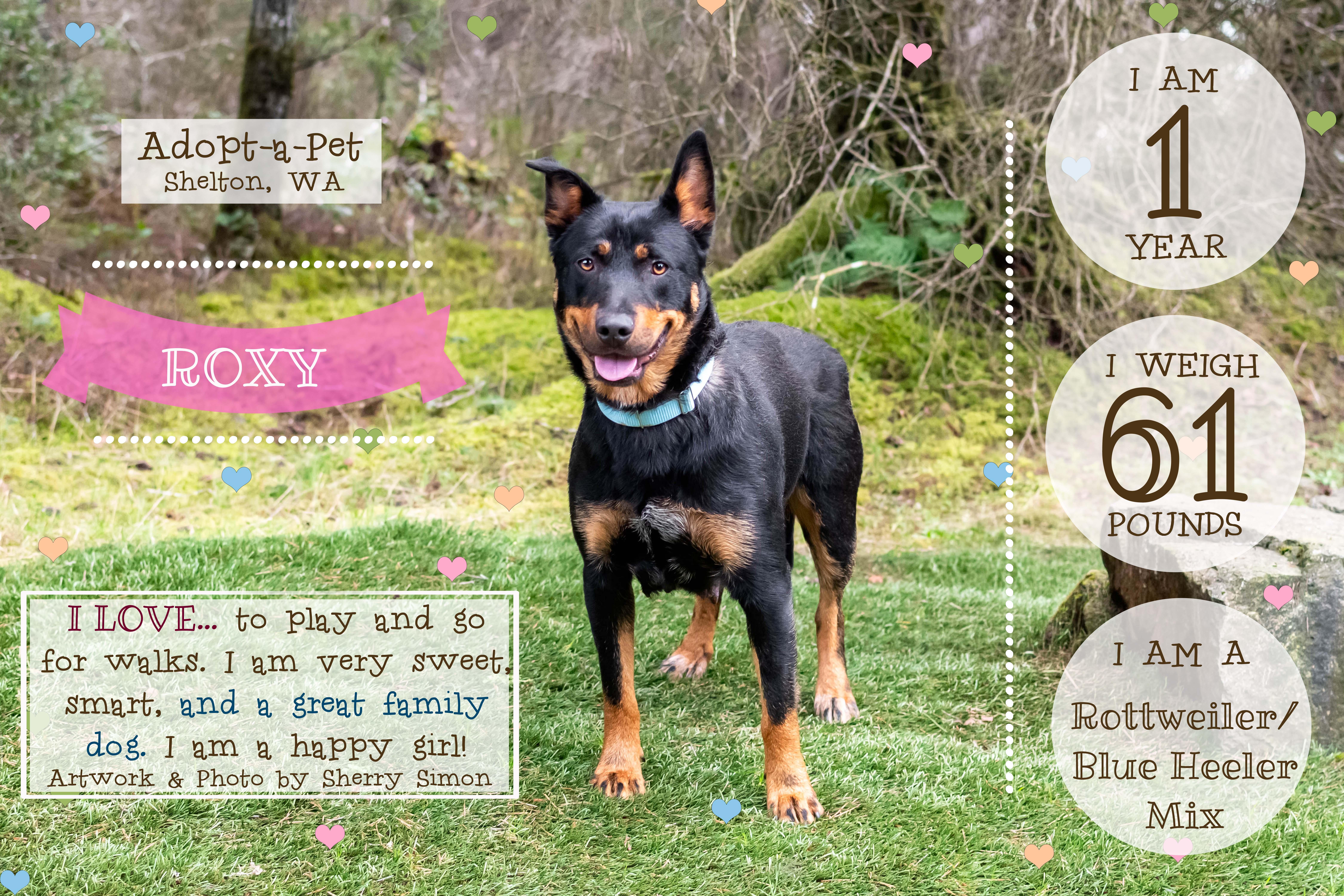 Enlarge ROXY, a Adoptable mixed breed in Shelton, WA image 2/6