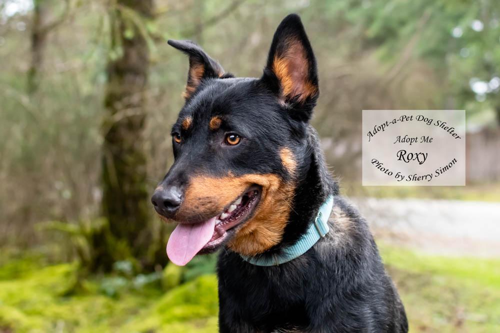 Enlarge ROXY, a Adoptable mixed breed in Shelton, WA image 6/6
