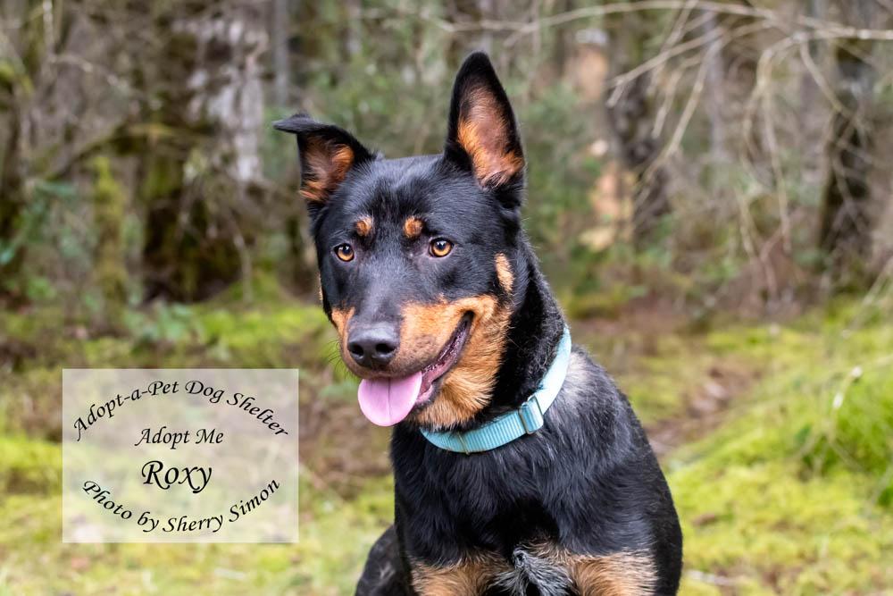 Enlarge ROXY, a Adoptable mixed breed in Shelton, WA image 1/6