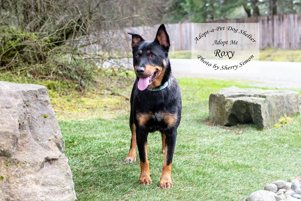 Enlarge ROXY, a Adoptable mixed breed in Shelton, WA image 3/6