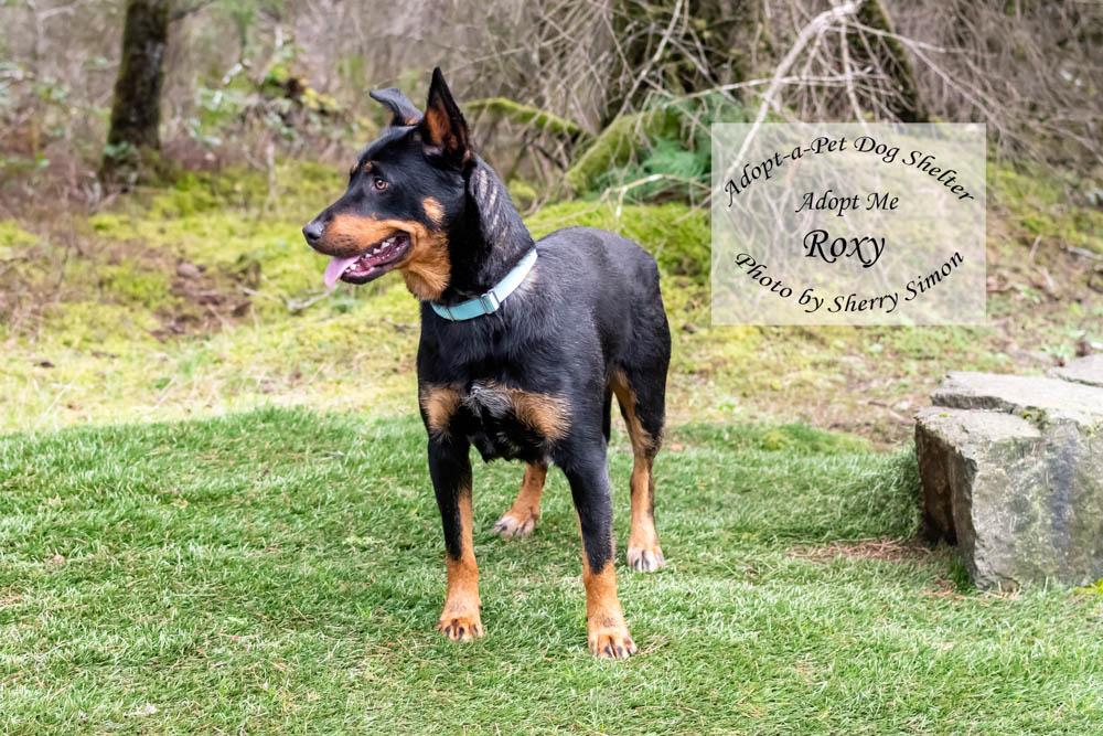 Enlarge ROXY, a Adoptable mixed breed in Shelton, WA image 4/6