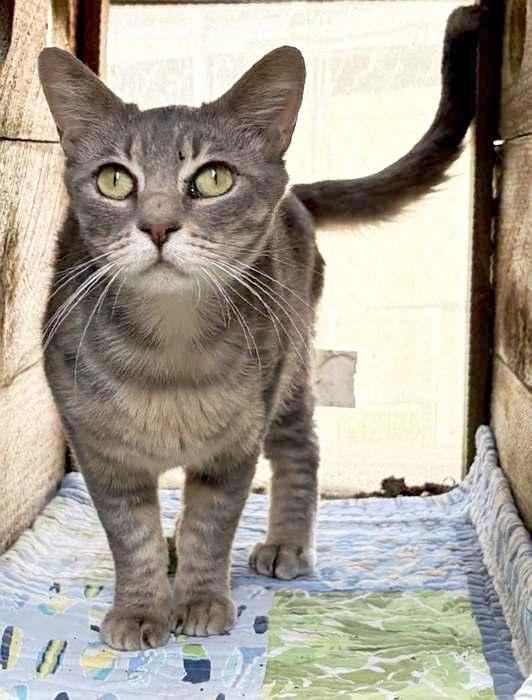 Enlarge FLORA, a ADOPTABLE Domestic Short Hair in Sequim, WA image 4/5