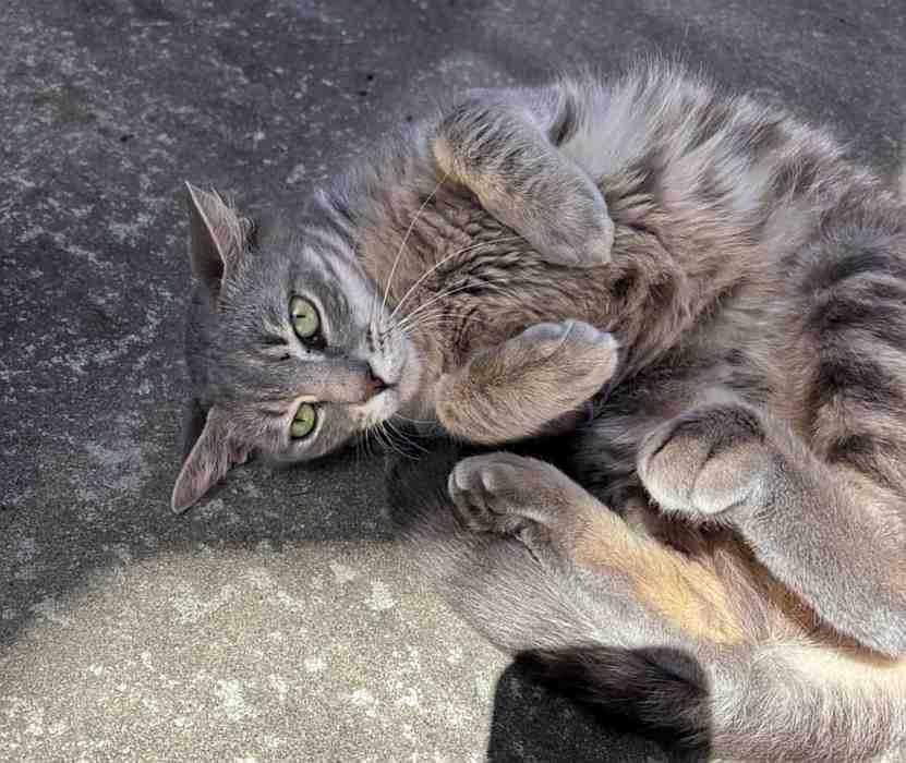 Enlarge FLORA, a ADOPTABLE Domestic Short Hair in Sequim, WA image 5/5