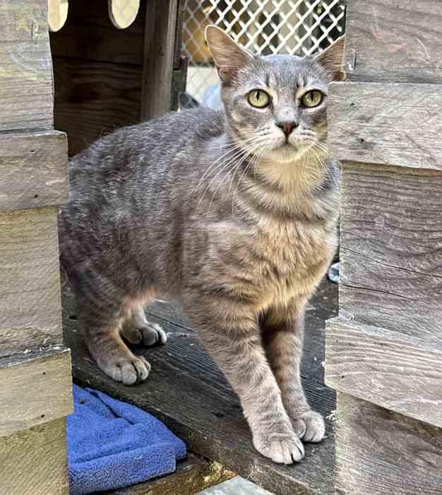 Enlarge FLORA, a ADOPTABLE Domestic Short Hair in Sequim, WA image 2/5