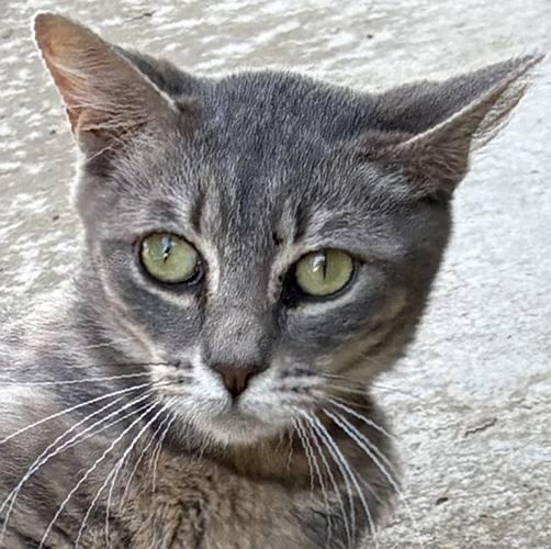 FLORA, ADOPTABLE, Young Female Domestic Short Hair.