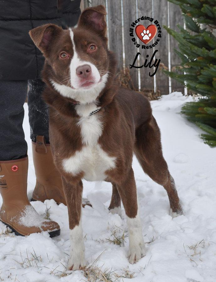 Lily, an adopted mixed breed in Joliet, IL image 4/5