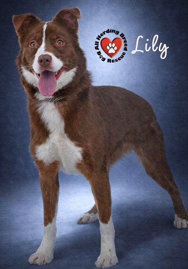 Lily, an adopted mixed breed in Joliet, IL image 1/5