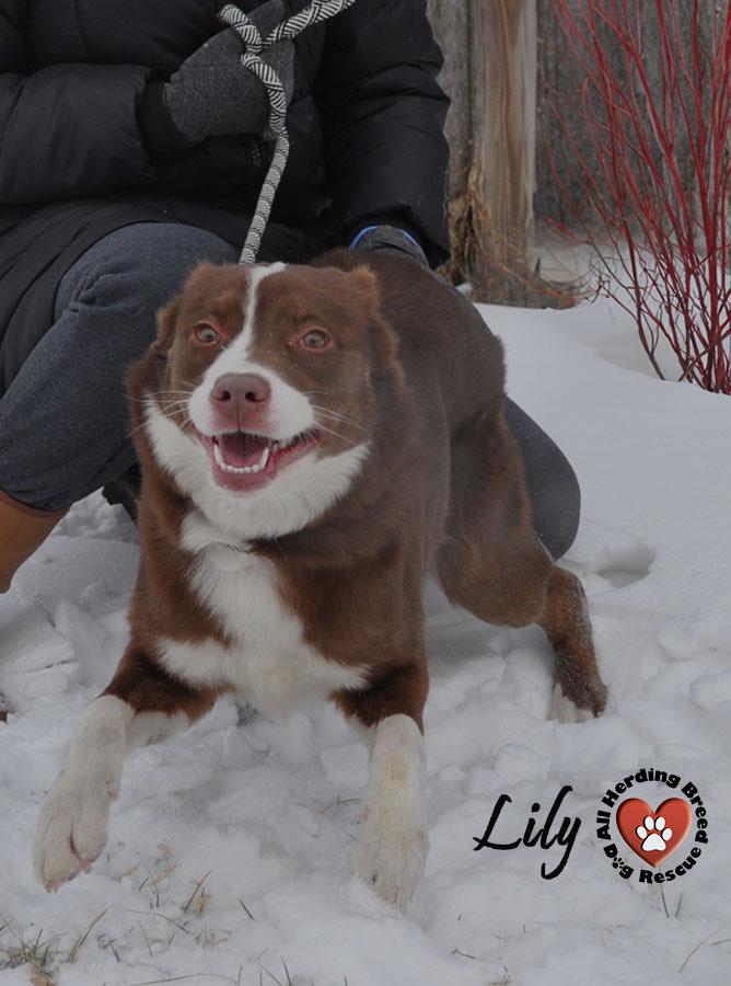 Lily, an adopted mixed breed in Joliet, IL image 3/5