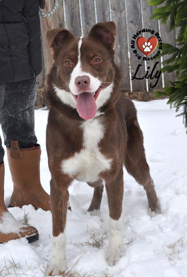 Lily, an adopted mixed breed in Joliet, IL image 2/5
