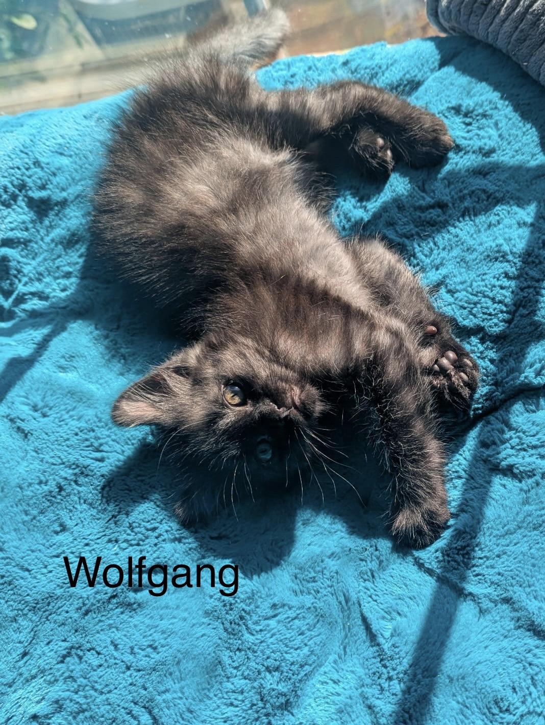Enlarge Wolfgang, an adopted Domestic Medium Hair in Oakley, CA image 2/4
