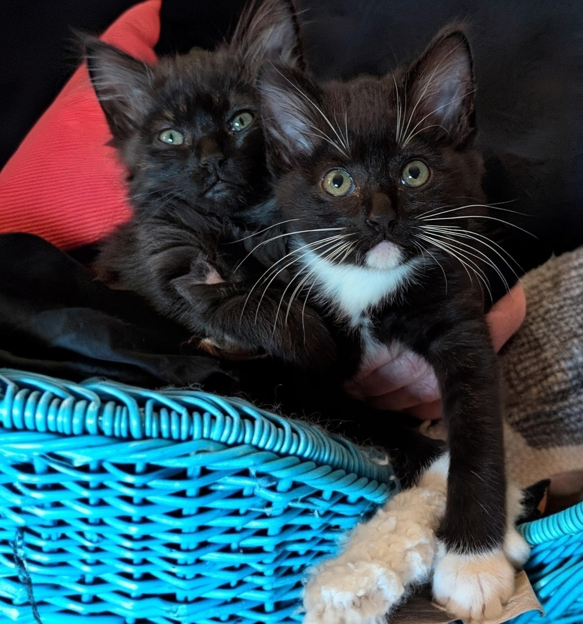 Enlarge Wolfgang, an adopted Domestic Medium Hair in Oakley, CA image 3/4