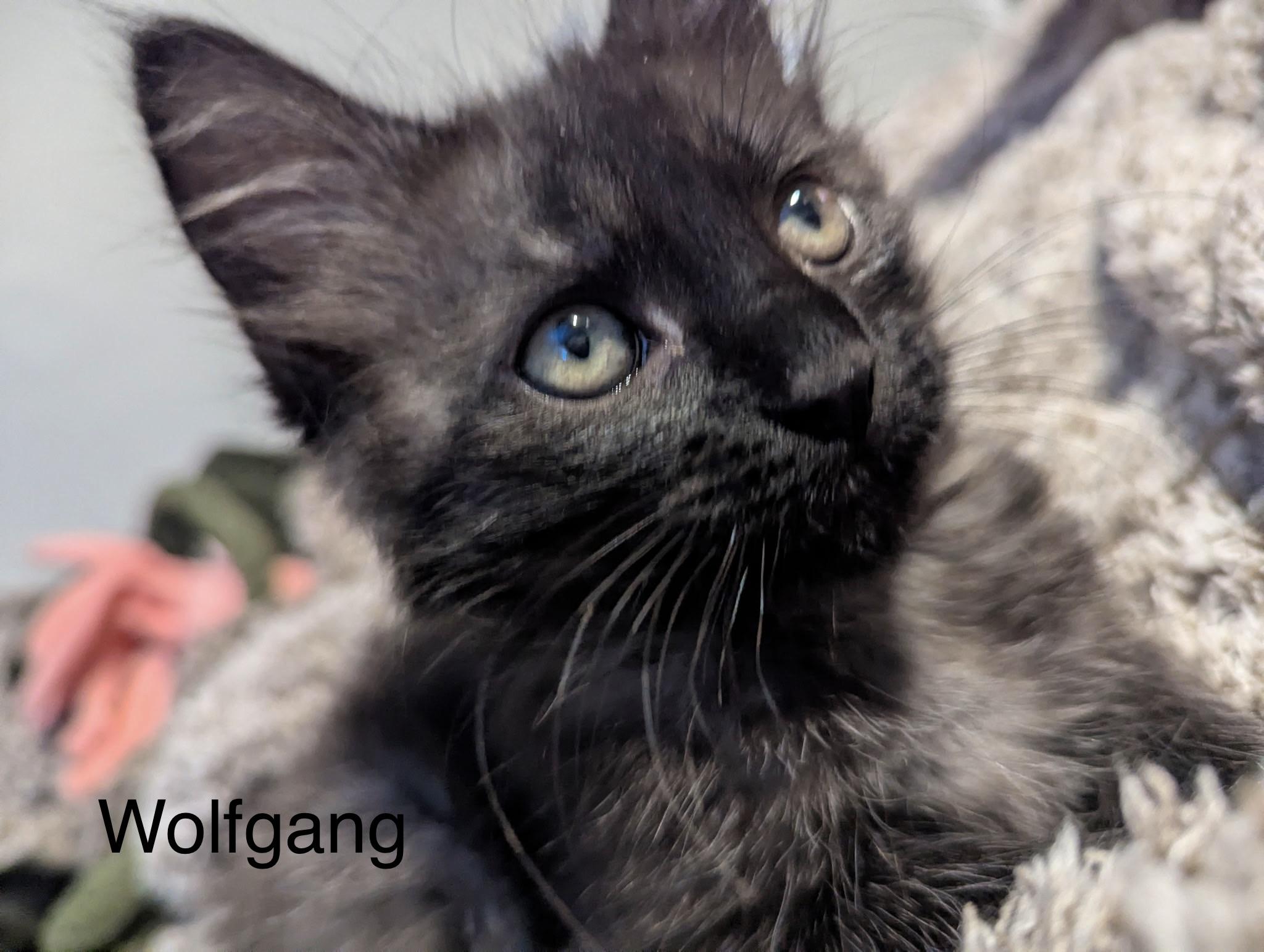 Enlarge Wolfgang, an adopted Domestic Medium Hair in Oakley, CA image 1/4
